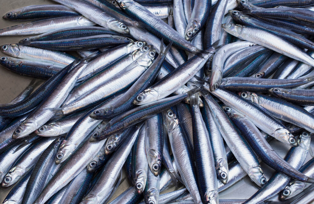 Fresh anchovies at a fish market in Catania, Sicily.